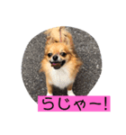 チワワ の ぷーちゃん（個別スタンプ：8）