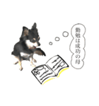 がんばるまるお（個別スタンプ：6）