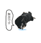 がんばるまるお（個別スタンプ：10）