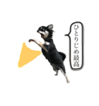 がんばるまるお（個別スタンプ：13）