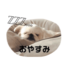 まめちゃんの日常1（個別スタンプ：5）