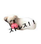 まめちゃんの日常1（個別スタンプ：19）
