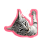 ぬくぬくねこ（個別スタンプ：1）