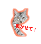 ぬくぬくねこ（個別スタンプ：2）