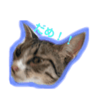 ぬくぬくねこ（個別スタンプ：3）