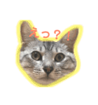 ぬくぬくねこ（個別スタンプ：4）