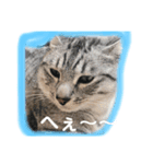 ぬくぬくねこ（個別スタンプ：5）