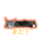 ぬくぬくねこ（個別スタンプ：6）