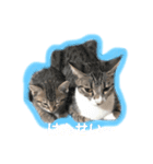 ぬくぬくねこ（個別スタンプ：7）