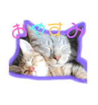 ぬくぬくねこ（個別スタンプ：8）