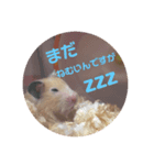 ほのぼのはむさん②（個別スタンプ：1）