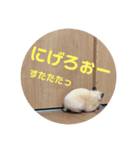 ほのぼのはむさん②（個別スタンプ：2）