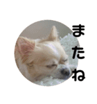あんらんcoco②（個別スタンプ：11）