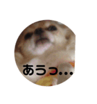 あんらんcoco②（個別スタンプ：14）