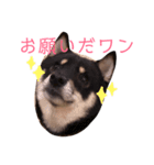 芝犬スタンプ（個別スタンプ：1）