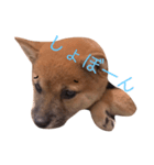 芝犬スタンプ（個別スタンプ：2）