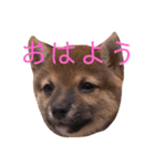 芝犬スタンプ（個別スタンプ：3）
