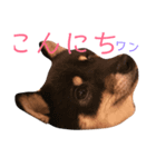 芝犬スタンプ（個別スタンプ：7）