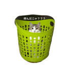 ねこのつぶやきニャのだ！！（個別スタンプ：1）