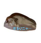 ねこのつぶやきニャのだ！！（個別スタンプ：8）