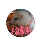 パールドワーフハムスター☆姫たん ver.1（個別スタンプ：7）