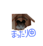 パールドワーフハムスター☆姫たん ver.1（個別スタンプ：8）
