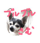 チワワのココちゃん❤️（個別スタンプ：1）