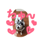 チワワのココちゃん❤️（個別スタンプ：7）