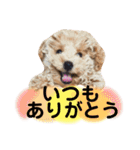 太郎とあぷろーとまさおのいる愉快な毎日（個別スタンプ：16）