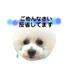 太郎とあぷろーとまさおのいる愉快な毎日（個別スタンプ：20）