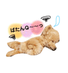 太郎とあぷろーとまさおのいる愉快な毎日（個別スタンプ：23）