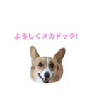 コーギーリッチスタンプ（個別スタンプ：2）