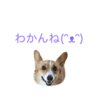 コーギーリッチスタンプ（個別スタンプ：3）