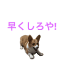 コーギーリッチスタンプ（個別スタンプ：4）