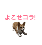 コーギーリッチスタンプ（個別スタンプ：5）
