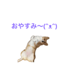 コーギーリッチスタンプ（個別スタンプ：6）