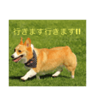 コーギーリッチスタンプ（個別スタンプ：7）