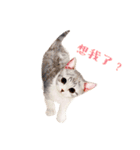 手描きねこちゃん（個別スタンプ：1）