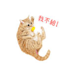 手描きねこちゃん（個別スタンプ：3）