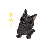 手描きねこちゃん（個別スタンプ：5）