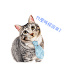 手描きねこちゃん（個別スタンプ：8）