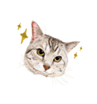手描きねこちゃん（個別スタンプ：9）