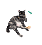 手描きねこちゃん（個別スタンプ：10）