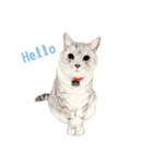 手描きねこちゃん（個別スタンプ：11）