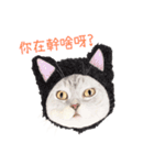 手描きねこちゃん（個別スタンプ：13）
