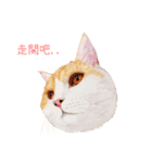 手描きねこちゃん（個別スタンプ：16）
