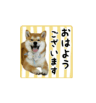 柴犬はちと弟くん（個別スタンプ：1）