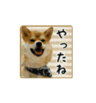 柴犬はちと弟くん（個別スタンプ：5）