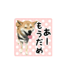 柴犬はちと弟くん（個別スタンプ：7）