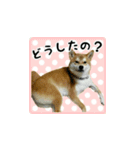 柴犬はちと弟くん（個別スタンプ：8）